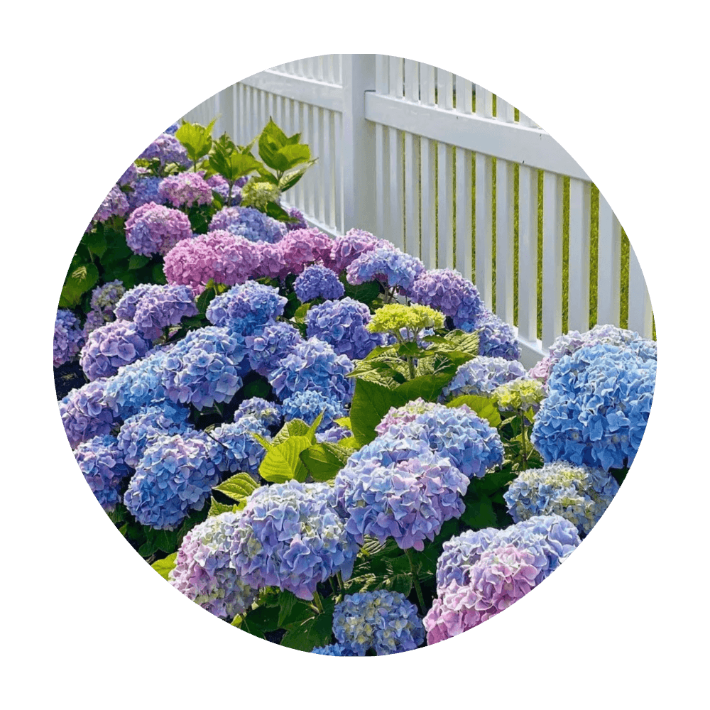 Butteez - Customizable - ID YRmoU9cWZMcIQuj-F0ONpdQ4