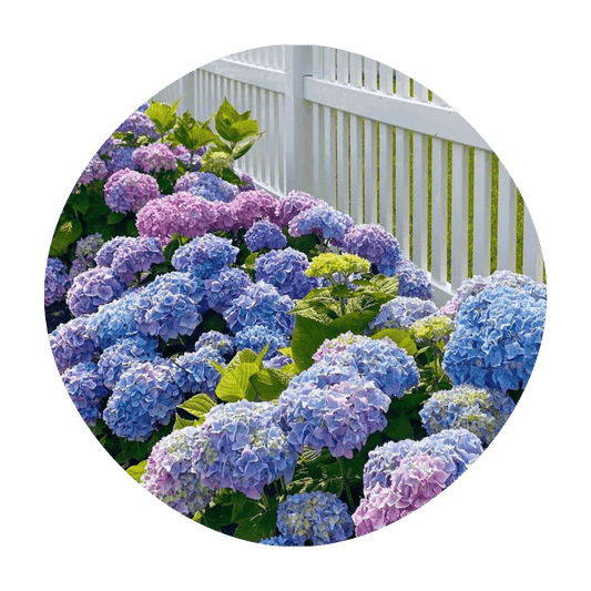 Butteez - Customizable - ID YRmoU9cWZMcIQuj-F0ONpdQ4